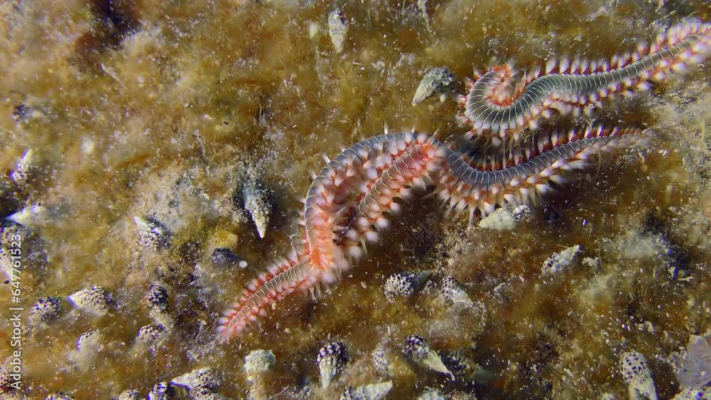 Marine life: Several poisonous Bearded fireworms (Hermodice carunculata) on the bottom overgrown with bright algae. Marine life: Several poisonous Bearded fireworms (Hermodice carunculata) on the bottom overgrown with bright algae.