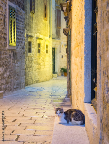 cat on the historic street in Šibenik © Ewald Fröch