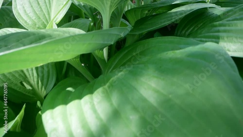tickets of broadleaf plantain on meadow, macro view, moving shot, amazing beautiful green leaves