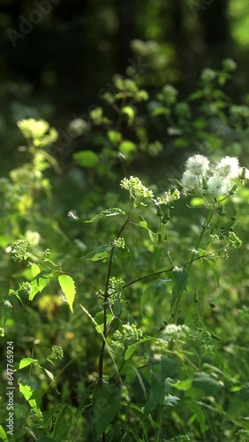 Slow motion,4k footage of flowers blowing in the wind.
Vertical, Motion Background.