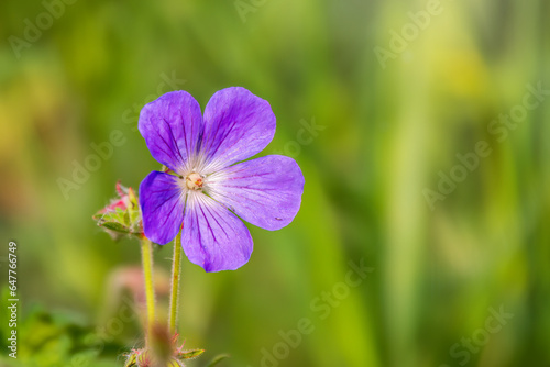 Blue and purple flowers of Geranium wallichianum