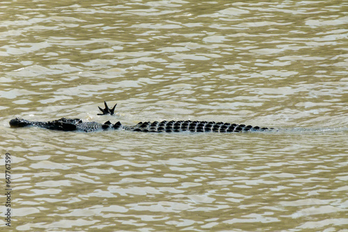 Foto Portrait of a saltwater crocodile floating in a river