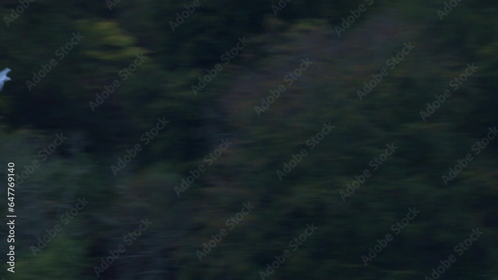 Seagull Flying Around Scotland Hills Seagull Flying Around Scotland Hills