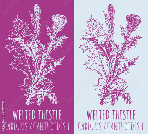 Vector drawings WELTED THISTLE. Hand drawn illustration. Latin name CARDUUS ACANTHOIDES  L.
