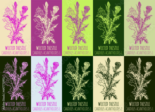 Set of vector drawing of WELTED THISTLE in various colors. Hand drawn illustration. Latin name CARDUUS ACANTHOIDES  L.
