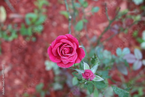 Pétales de rose