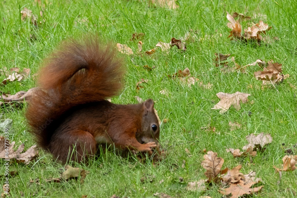 Fototapeta premium squirrel on the grass eating nuts