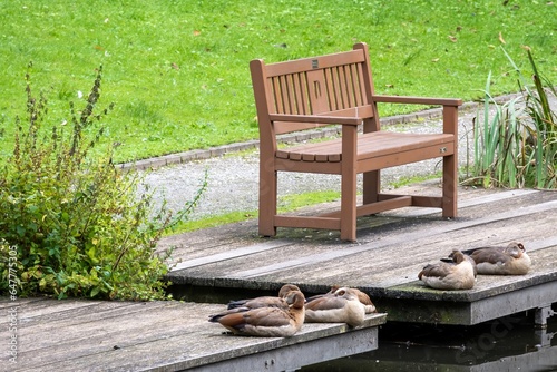 wooden bench in the park with ducks in front