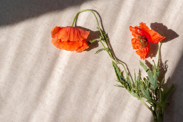 Red wilted poppy flowers on beige linen background with sun light shadows. Memorial, Remembrance, Armistice day lifestyle concept