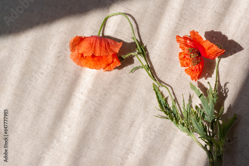 Cuadro en lienzo Red wilted poppy flowers on beige linen background with sun light shadows