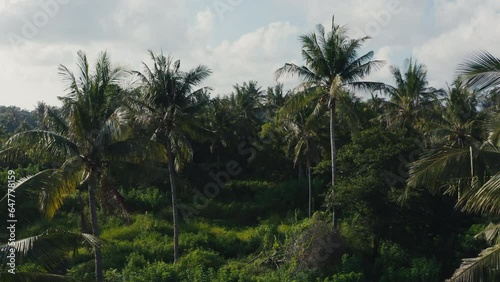 Wallpaper Mural Copter flying through tropical thick on tropical island. Beautiful golden light streaming on green palm tree tops. Drone footage of wild nature in tropics. Countryside. Aerial view of exotic forest. Torontodigital.ca