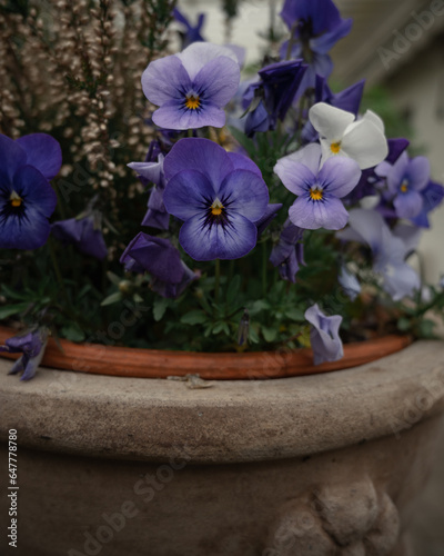 Lila Blumen in einem Topf