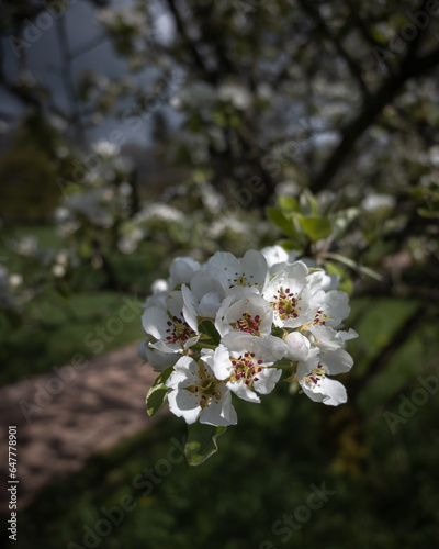Weiße Blüten an einem Sommertag