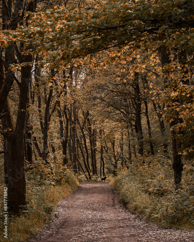 Herbstwald