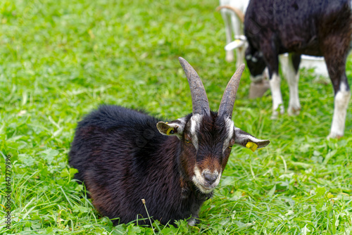 Black, brown and white cute billy goat at meadow at City of Zürich on a cloudy summer day. Photo taken September 14th, 2023, Zurich, Switzerland.