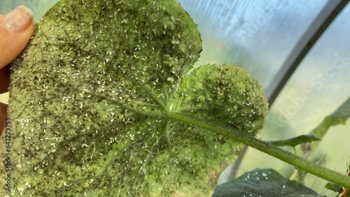 whitefly on a cucumber leaf growing in greenhouse. Garden pests. White flies on the leaves. photo
