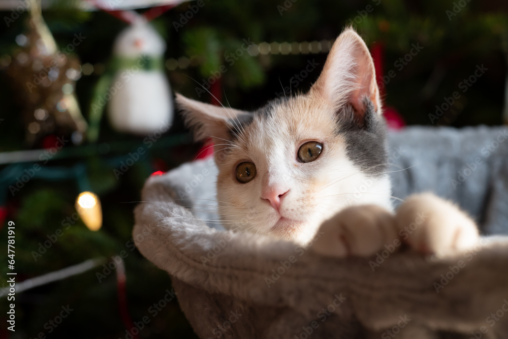 kitten by Christmas tree