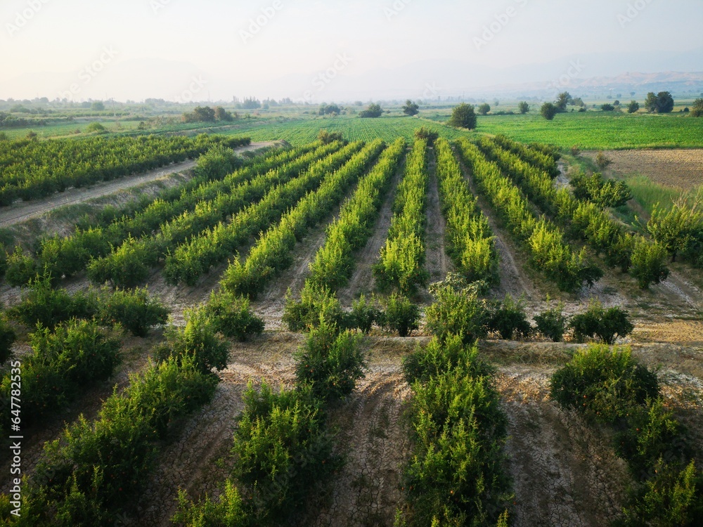 Granatapfel Anbau Feld