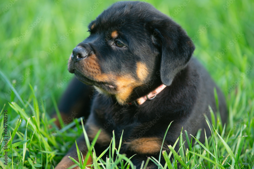Portrait Of Rottweiler Puppy Dog In Green Grass Portrait Of Rottweiler Puppy Dog In Green Grass