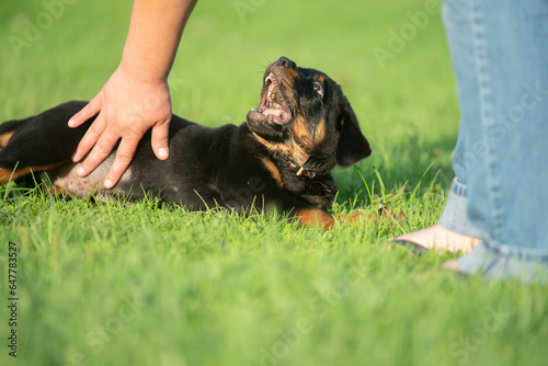 Teething Rottweiler Puppy Dog Being Naughty photo