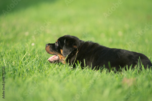Cute Pet Rottweiler Puppy Dog In Grass