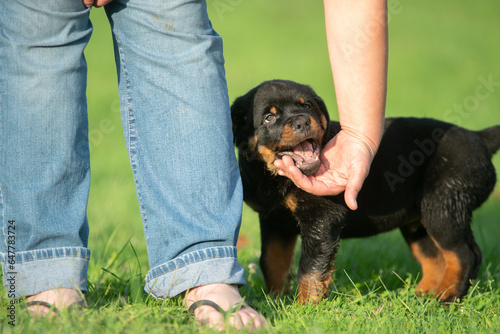 Cute Pet Rottweiler Puppy Dog At Feet