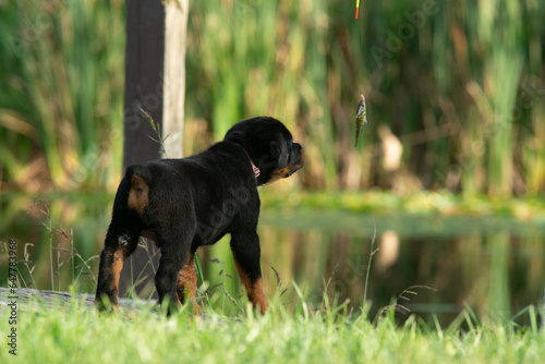Cute Curious Rottweiler Puppy Dog