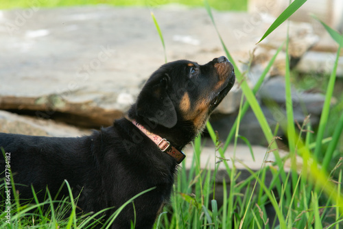 Curious Pet Rottweiler Puppy Dog