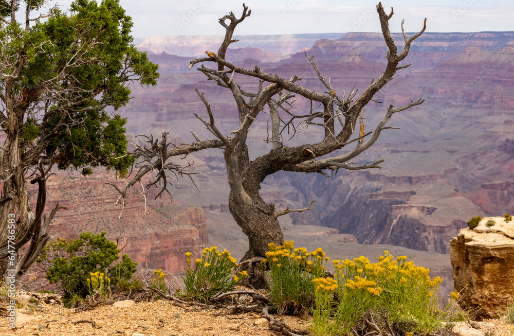 Grand Canyon National Park - South Rim - Thirsty Tree Grand Canyon National Park - South Rim - Thirsty Tree