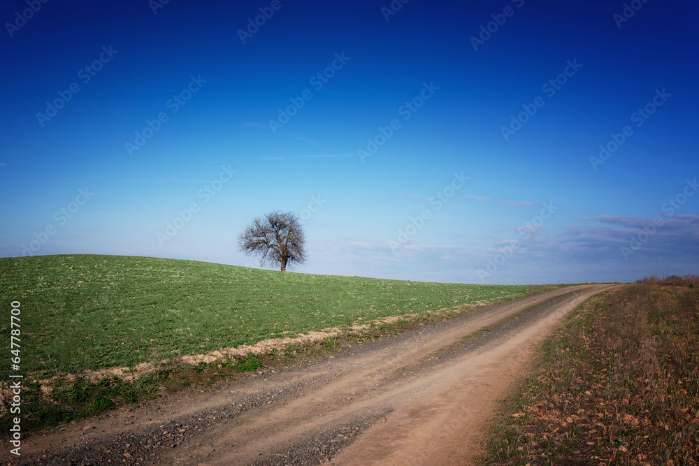 tree road blue sky