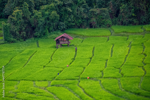Rice terraced fields and a small village house in Chom Thong, Chiang Mai, Thailand.