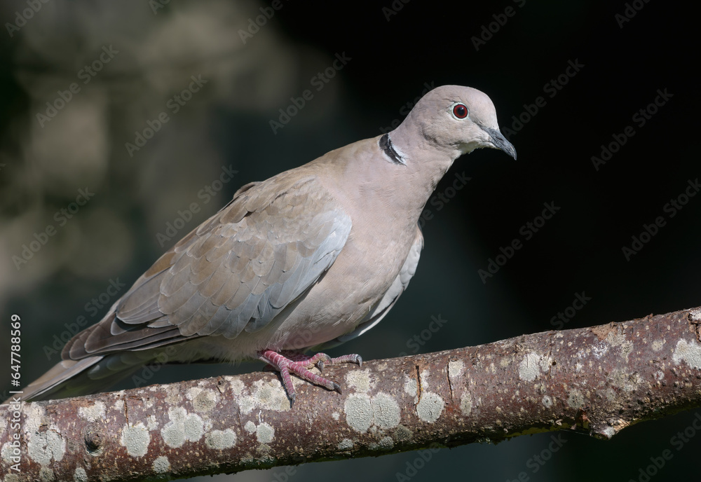 Eurasian Collared Dove (Streptopelia decaocto) perched on lichen covered branch in dark summer orchard Eurasian Collared Dove (Streptopelia decaocto) perched on lichen covered branch in dark summer orchard