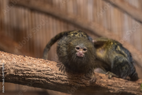 Obraz na plátně A small monkey kept in captivity.