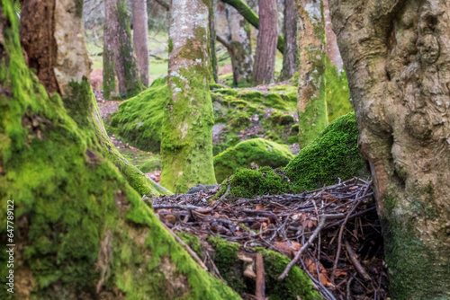 Mountain moss on rocks and moss-covered trees and small branches in Glendalough Forest in Wicklow County  Ireland