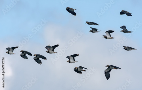 Northern lapwings (vanellus vanellus) fast fly in blue sky during migration season 