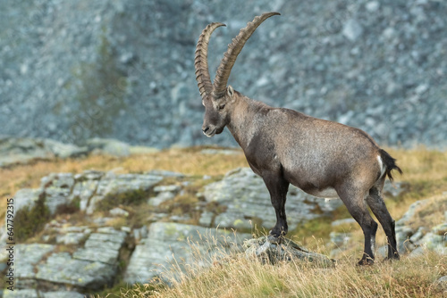 Massive male alpine ibex or mountain goat  Capra ibex  showing its power standing in a summer alpine meadow against rocky slopes  Alps mountains  Italy.