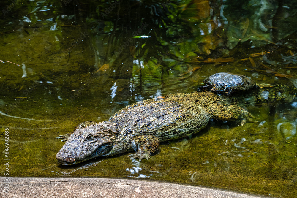 Broadsnouted caiman, Caiman latirostris in Iguazu National park, Foz