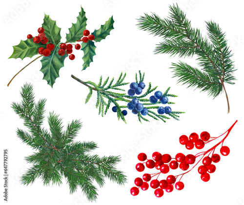 christmas background with holly berries  spruce branches  ostrolist  juniper 