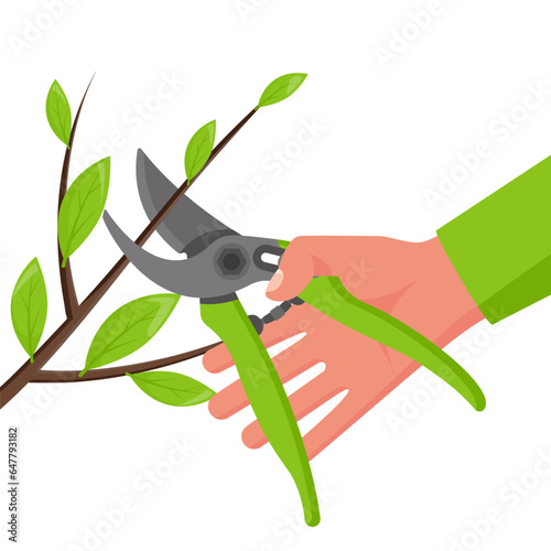Hand holding opened secateurs isolated on white background. Gardener pruning bush branches in garden. Scissors for trimming branches. Vector illustration flat design.