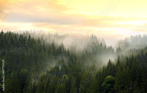 Mountains covered with coniferous forest in fog against a cloudy sky. © Belight