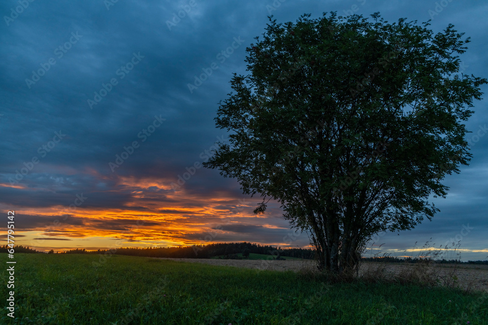 Tree alone in field with sunset near Ottenschlag town in Austria evening Tree alone in field with sunset near Ottenschlag town in Austria evening