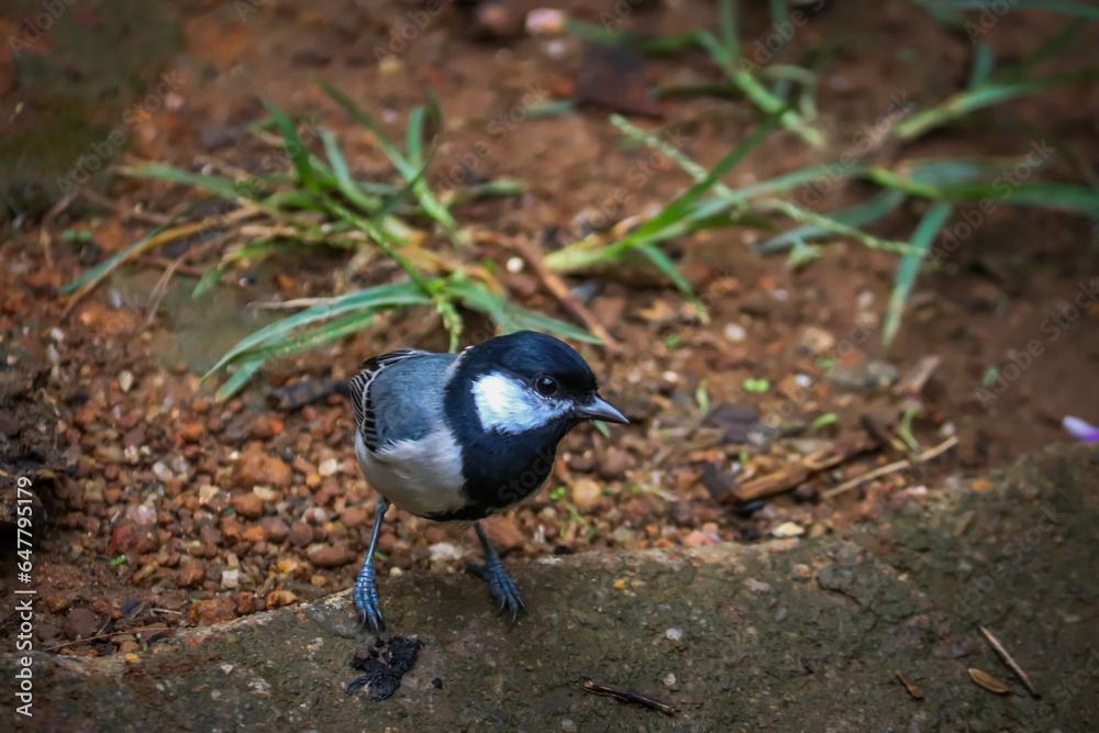 Japanese tit bird in the garden, white and black bird Japanese tit bird in the garden, white and black bird