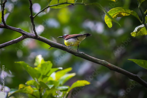 Hummingbirds in the home garden, honey bird on a branch photo