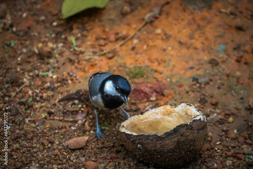 Japanese tit bird in the garden, white and black bird, bird eat coconut