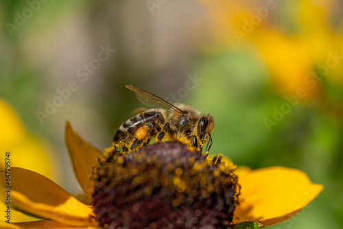 Bee
