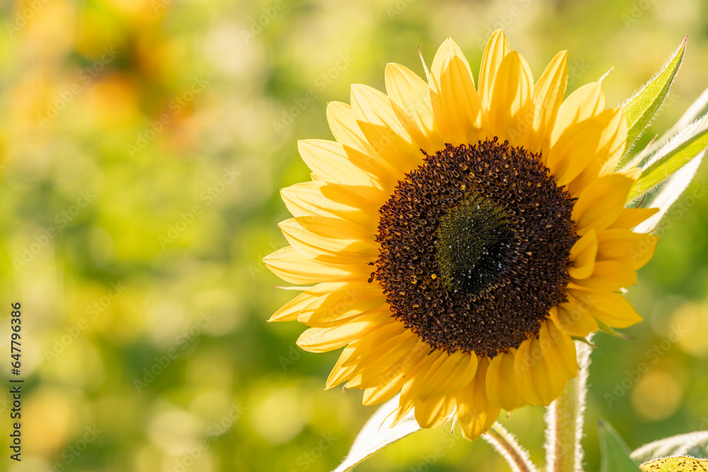 Obraz premium Sunflower 2