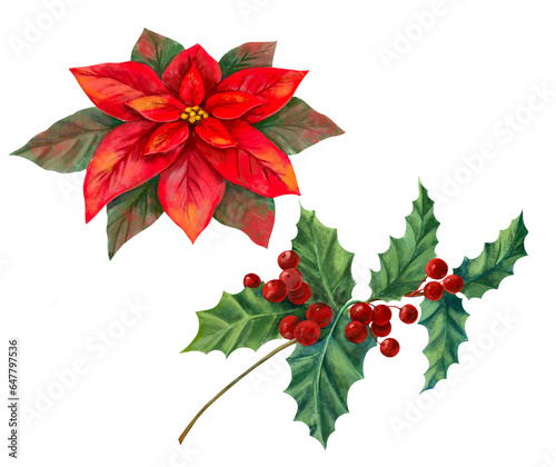 christmas holly leaves and berries, Poinseti and the sharpist