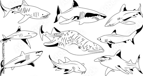 Set of hand drawn different sharks. Marine preditor. Ocean and sea shark life. Vector outlined isolated undersea animal collection.