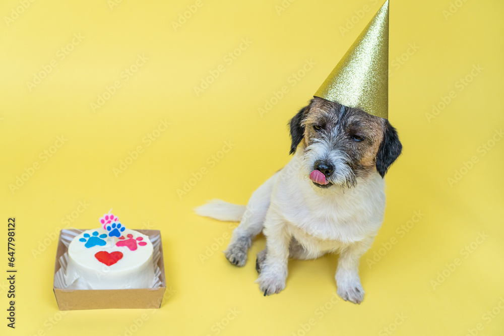 Funny Jack Russell Terrier pet with a festive hat having a b-day party. Dog with paw print birthday cake and birthday candle on a yellow background He licks his lips while looking at the cake.
