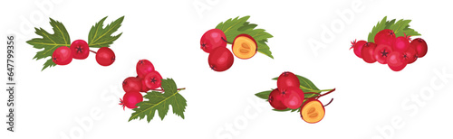 Hawthorn Berry Branches with Red Round Small Pome Fruit Vector Set